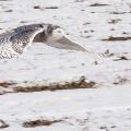 Gliding gracefully above the snow-covered ground, the snowy owl  hunts both day and night. Photo by Mark Zelinski.