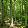 Landscape Path with Maples in Copperkettle (Photo by Dr. Jessica Dolan)