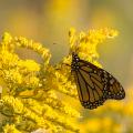 Goldenrod is a host plant for monarch caterpillars. Once caterpillars transform to butterflies the goldenrod plant also provides nutritious nectar. Photo by Mark Zelinski.